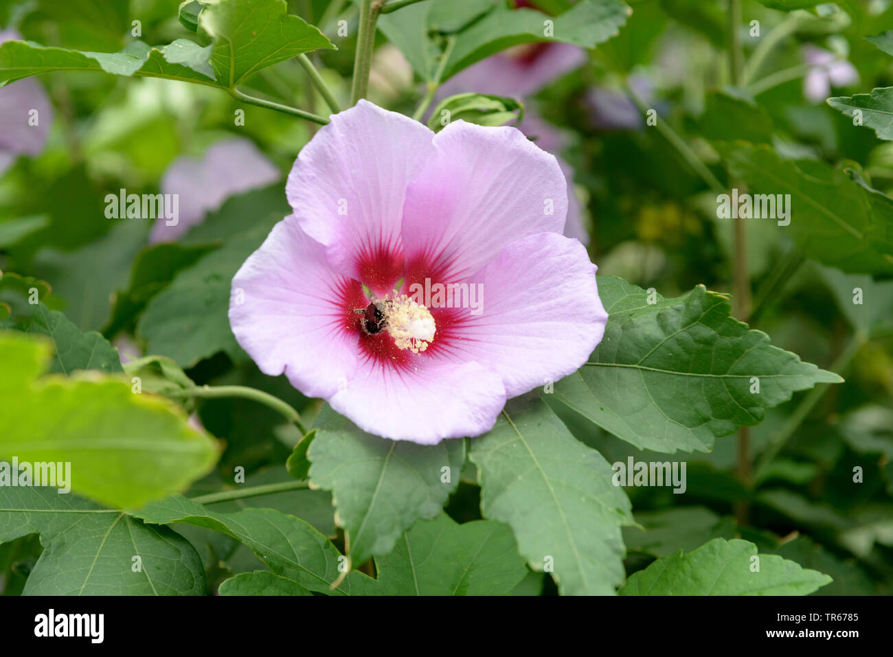Arbustiva althaea, rose-di-Sharon (Hibiscus syriacus " Resi', Hibiscus syriacus Resi, Hibiscus 'Resi', Hibiscus resi), fiori di cultivar Resi Foto Stock