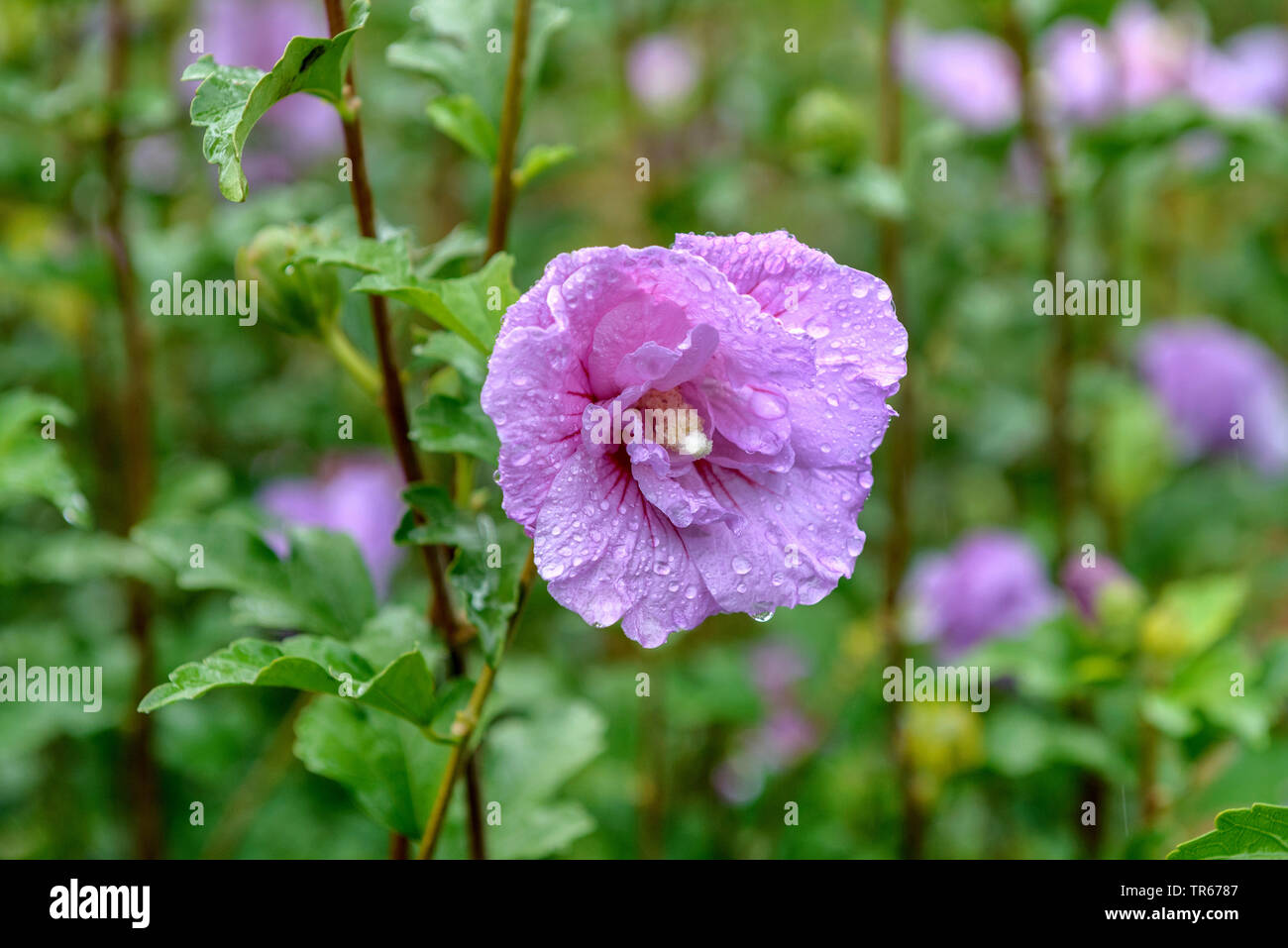 Arbustiva althaea, rose-di-Sharon (Hibiscus syriacus " Lavanda" in chiffon, Hibiscus syriacus lavanda Chiffon, Hibiscus " Lavanda" in chiffon, Hibiscus Chiffon lavanda), fiori di lavanda di cultivar di chiffon Foto Stock