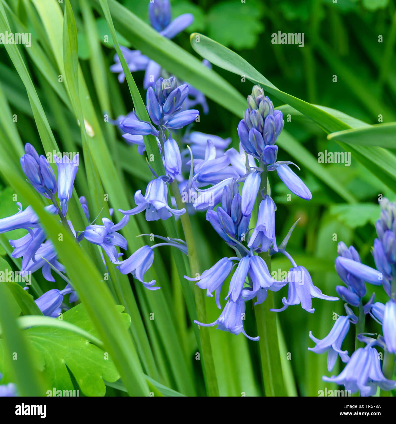 Spagnolo (Bluebell Hyacinthoides hispanica), fioritura, Germania, Sassonia Foto Stock