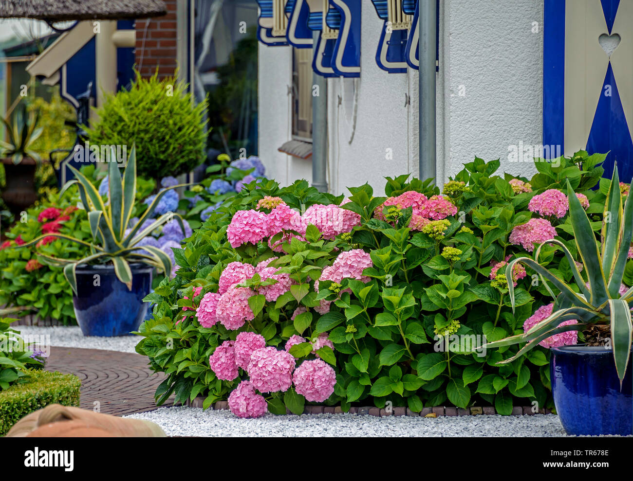 Giardino hydrangea, cappuccio in pizzo ortensia (Hydrangea macrophylla), che fiorisce in un frontyard con Agave americana "arginata', Paesi Bassi Foto Stock