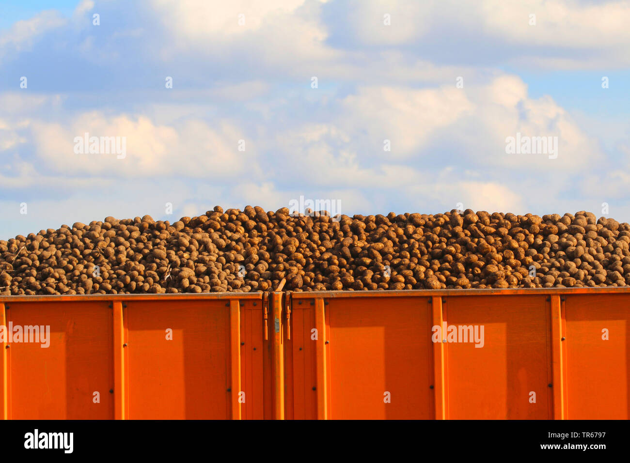 Raccolto di patate, caricato carrello di raccolta, Germania Foto Stock