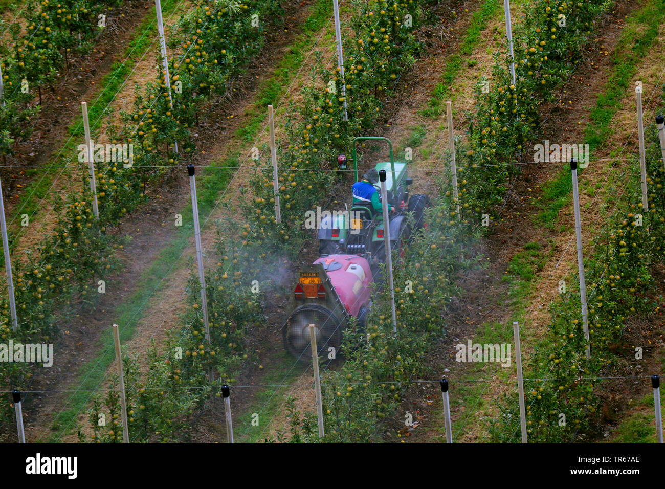 Il controllo dei prodotti chimici in una piantagione di apple, Italia, Alto Adige Foto Stock