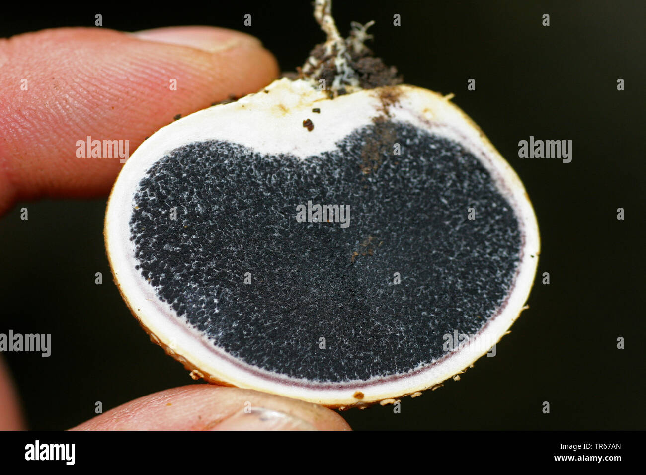 Earthball comune (Scleroderma citrinum), taglio longitudinale con spore, Germania Foto Stock