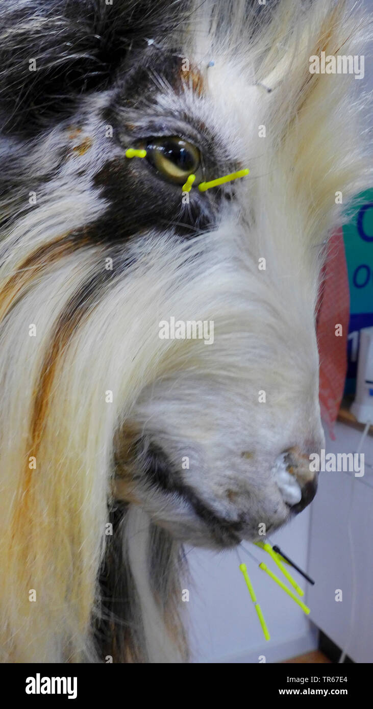 Capra domestica (Capra hircus, Capra aegagrus f. hircus), la testa di capra taxidermied Foto Stock