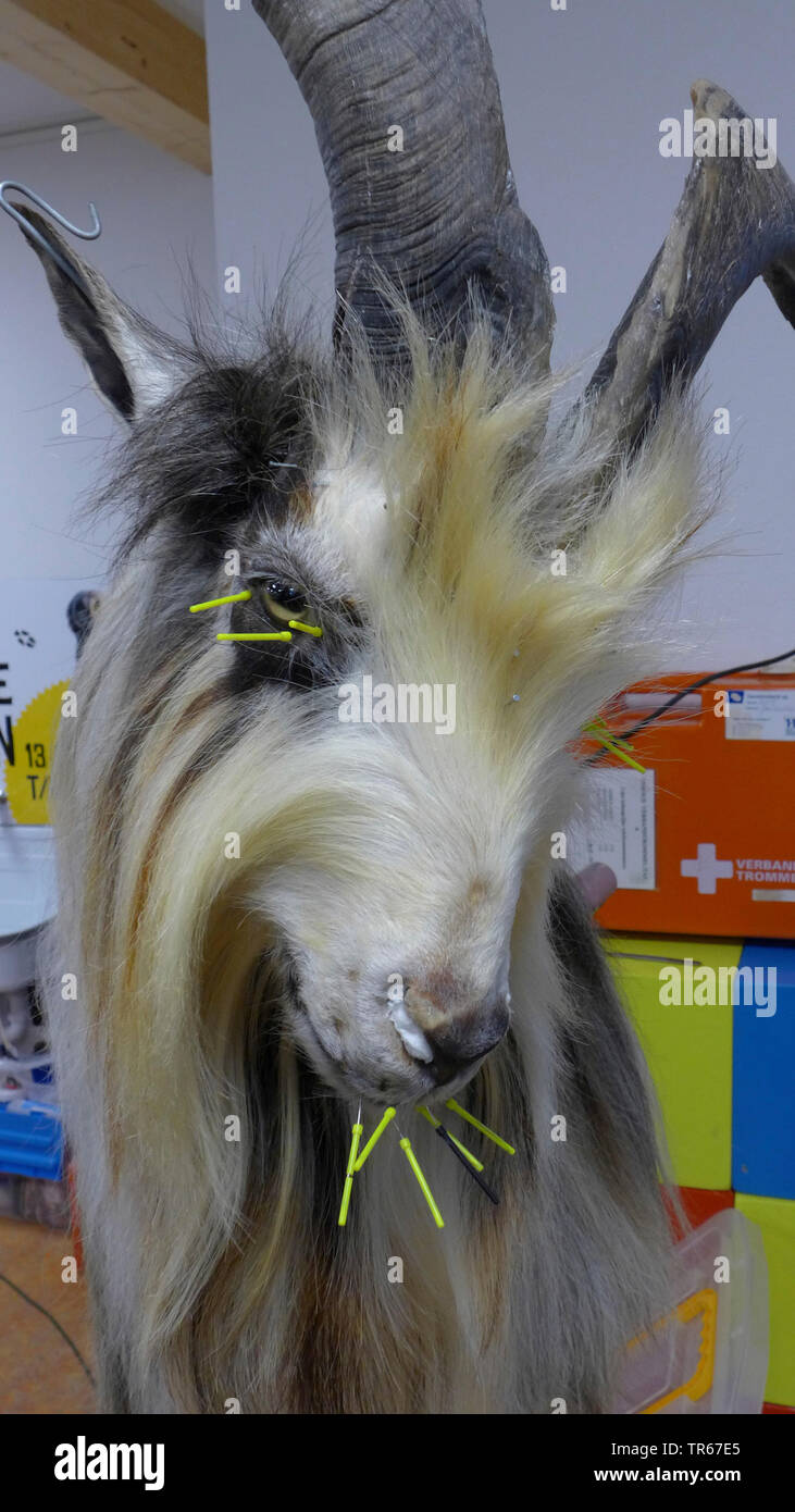 Capra domestica (Capra hircus, Capra aegagrus f. hircus), la testa di capra taxidermied Foto Stock