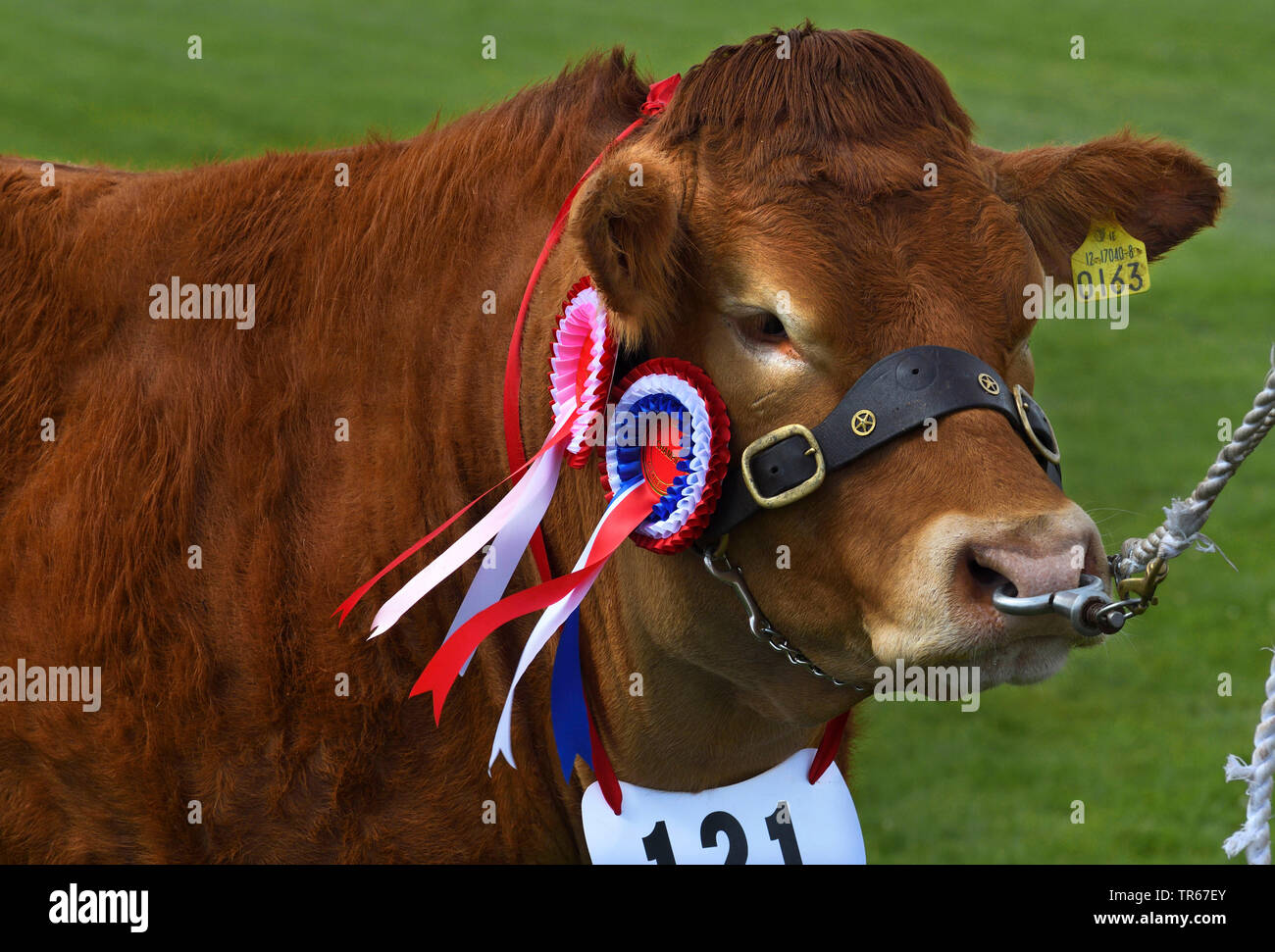 Gli animali domestici della specie bovina (Bos primigenius f. taurus), vincitore del premio bovini, ritratto, Regno Unito, Scozia, Cairngorms National Park Foto Stock
