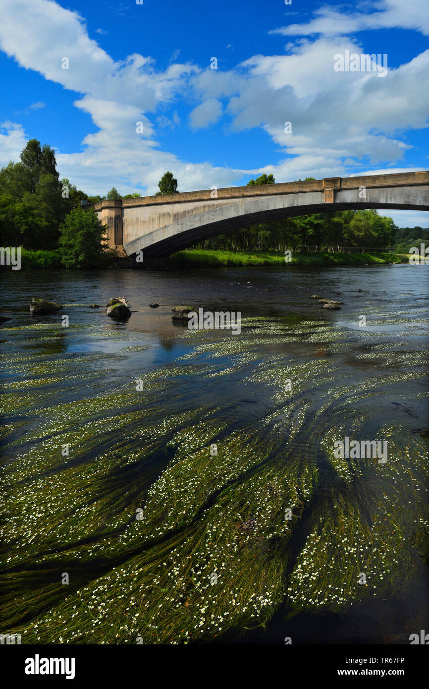 Acqua di fiume-stella (Ranunculus fluitans), di numerosi impianti di acqua nel fiume Spey nei pressi di un ponte, Regno Unito, Scozia, altopiani, Spey Foto Stock