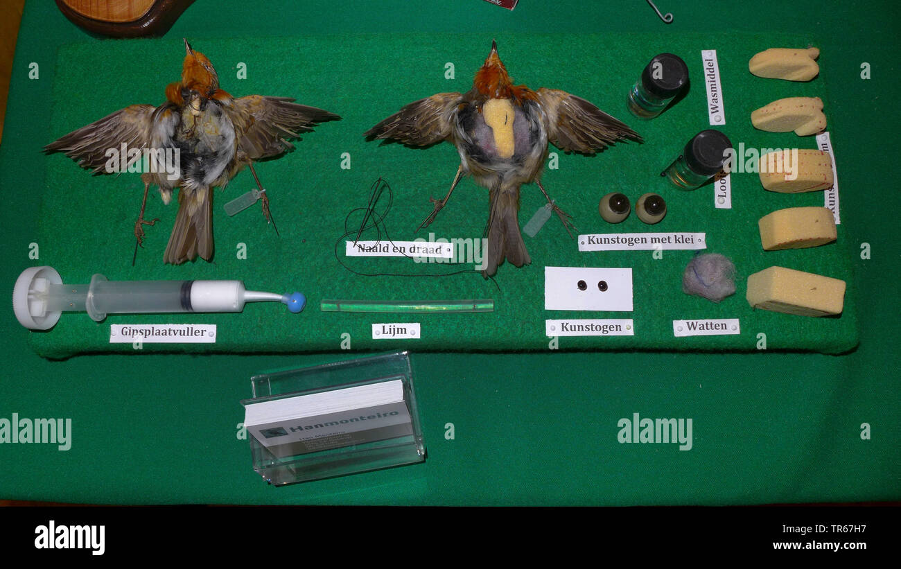 Unione robin (Erithacus rubecula), Robins preparati per la tassidermia Foto Stock