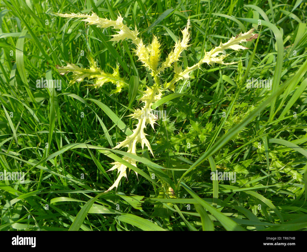 Canada thistle, creeping thistle (Cirsium arvense), privi di clorofilla, infezione da virus, Germania Foto Stock