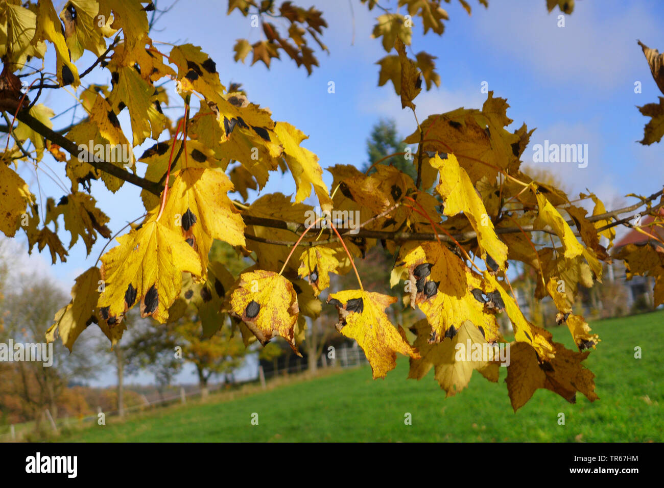 Acero di monte, grande Acero (Acer pseudoplatanus), foglie di autunno con tar spot malattia, Germania Foto Stock