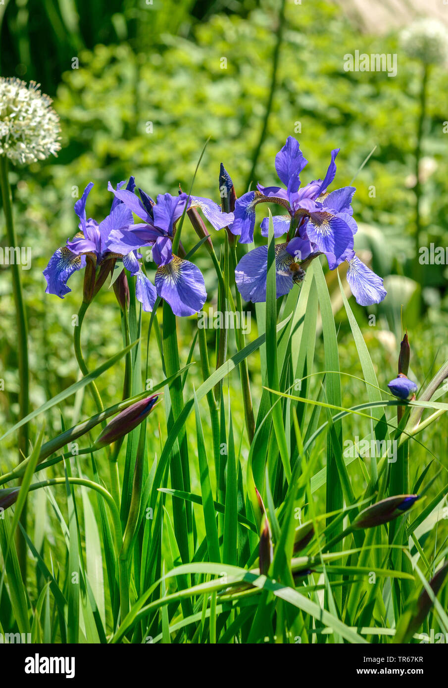 Iris siberiano siberiano bandiera (Iris sibirica 'Annick', Iris sibirica Annick), fioritura, cultivar Annick, Germania, Bassa Sassonia Foto Stock