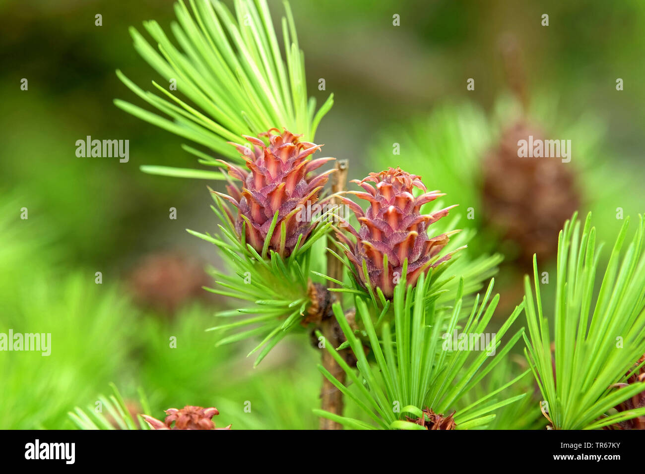 Larice comune, EUROPEE Larice (Larix decidua, Larix europaea), coni giovani Foto Stock