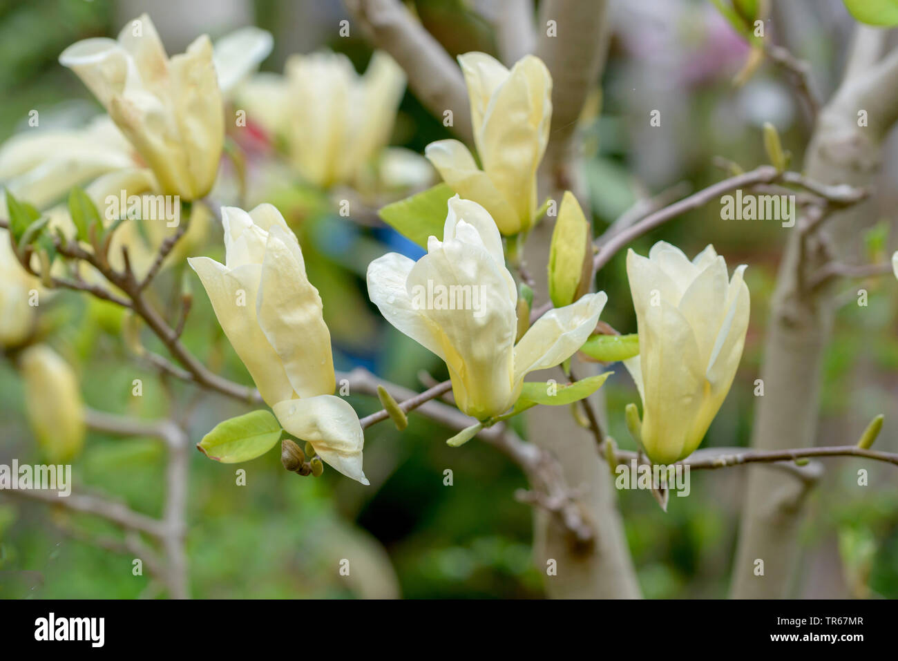 Lily Tree, Yulan (Magnolia denudata 'Fiume Giallo", Magnolia denudata il Fiume Giallo), fiori di cultivar il Fiume Giallo Foto Stock