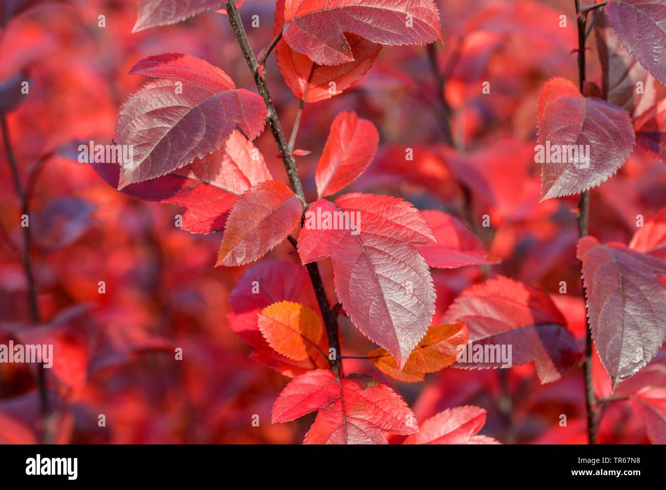 Apple ornamentali tree (Malus "coccinella", Malus Coccinella), foglie di autunno di cultivar Coccinella, Germania, Sassonia Foto Stock