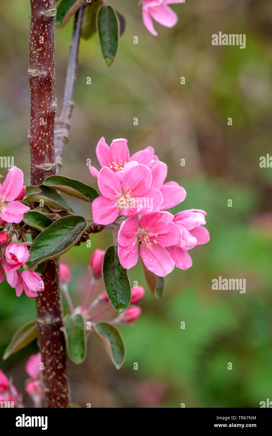 Melo (Malus domestica 'Maypole', Malus domestica Maypole), fiori di cultivar Maypole, Germania Foto Stock