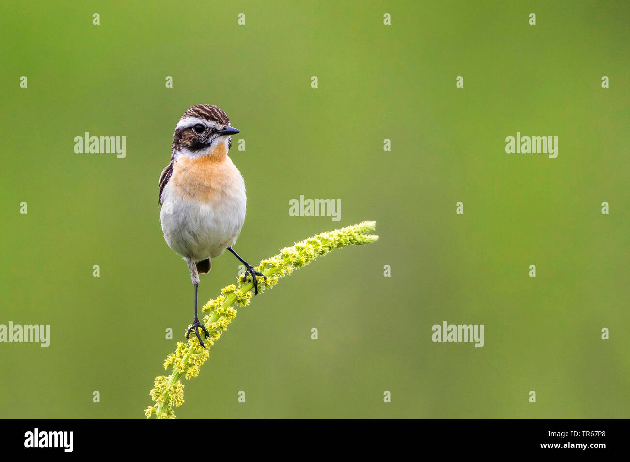 (Whinchat Saxicola rubetra), maschile seduto su giallo erbaccia, Germania, Meclemburgo-Pomerania Occidentale Foto Stock