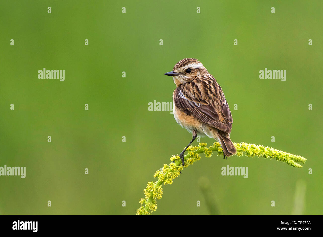 (Whinchat Saxicola rubetra), femmina seduto su giallo weed , Germania, Meclemburgo-Pomerania Occidentale Foto Stock