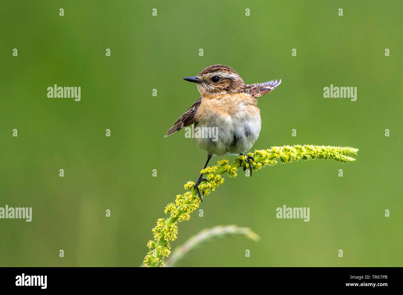 (Whinchat Saxicola rubetra), di accattonaggio donna seduta su giallo weed , Germania, Meclemburgo-Pomerania Occidentale Foto Stock