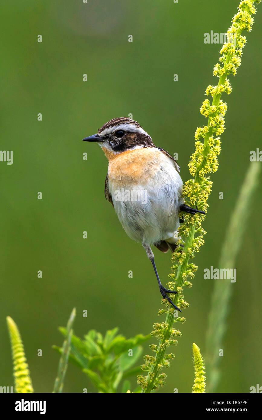 (Whinchat Saxicola rubetra), maschile seduto su giallo erbaccia, Germania, Meclemburgo-Pomerania Occidentale Foto Stock
