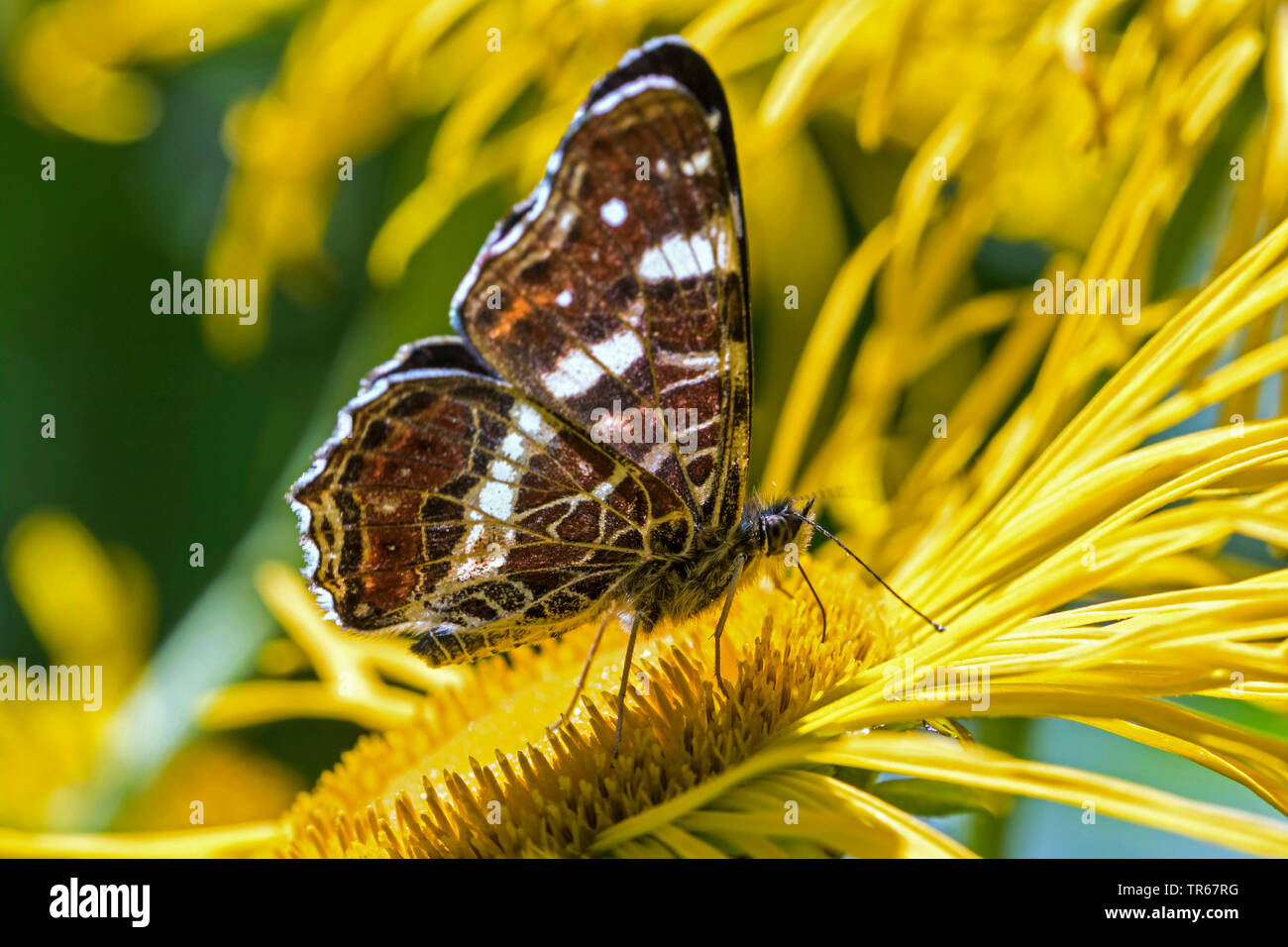 Mappa butterfly, estate forma (Araschnia levana f. prorsa), estate generazione sulla oxeye, Germania, Meclemburgo-Pomerania Occidentale Foto Stock