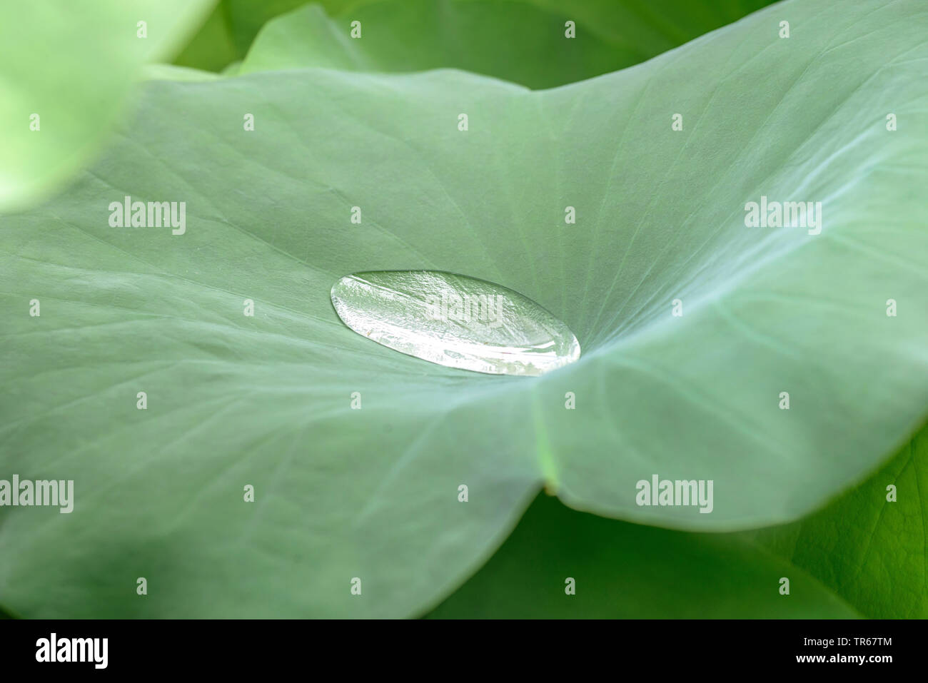 East Indian lotus (Nelumbo nucifera), leav con acqua goccia, lotos effetto, in Germania, in Baviera Foto Stock