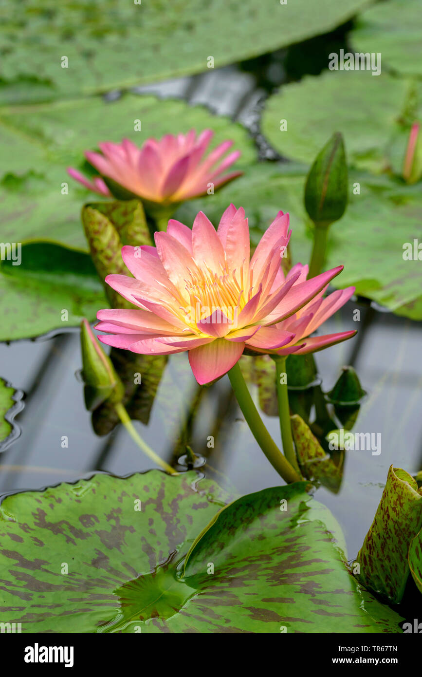 Ninfee pond lily (Nymphaea 'Albert Greenberg', ninfei Albert Greenberg), fioritura Albert Greenberg Foto Stock