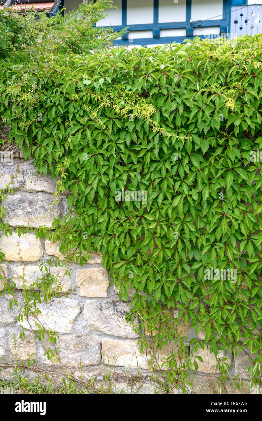 Virginia superriduttore, Woodbine berry (Parthenocissus quinquefolia var. engelmannii ), su una parete, Germania Foto Stock