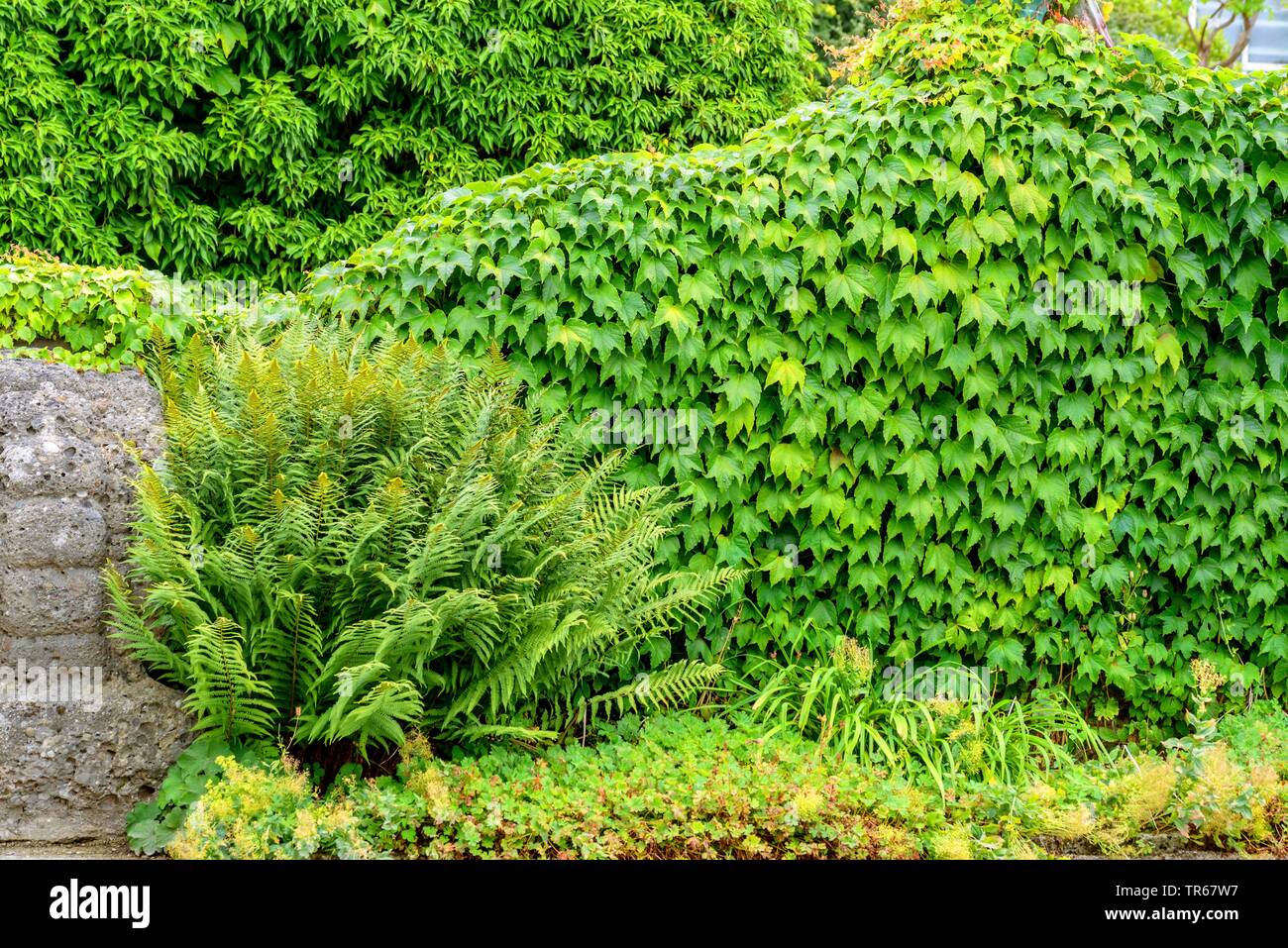 Boston ivy, Giapponese di superriduttore (Parthenocissus tricuspidata " Verde primavera', Parthenocissus tricuspidata molla verde), cultivar molla verde su una parete Foto Stock