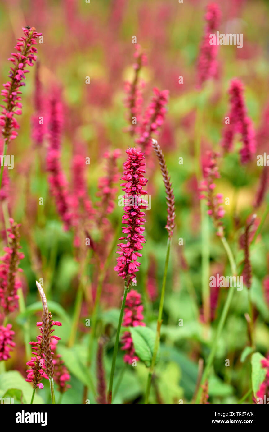 Acqua (smartweed Persicaria amplexicaulis 'Speciosa', Persicaria amplexicaulis speciosa, Polygonum amplexicaule, amplexicaulis bistorta), fioritura, cultivar Speciosa. Foto Stock