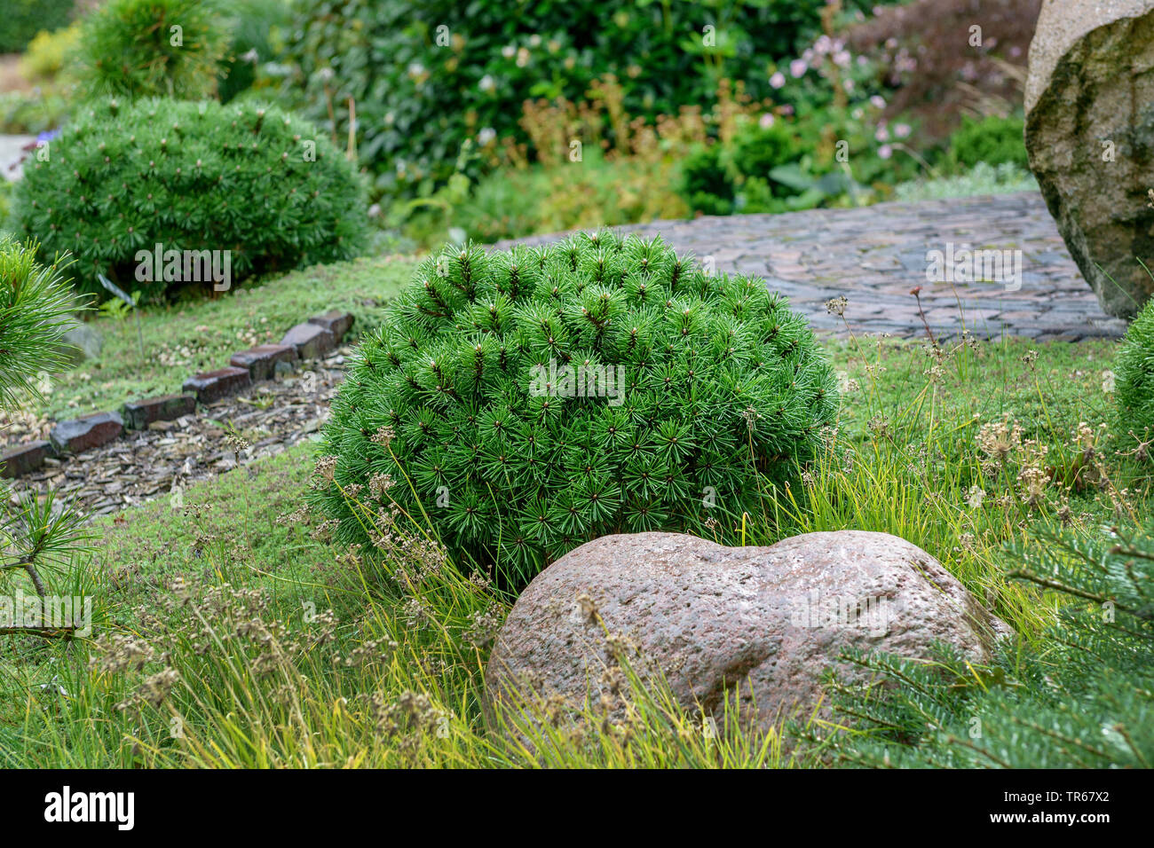 cresciuta Pentola Nano-Pino Pinus mugo /'pumilio/' in diversi formati