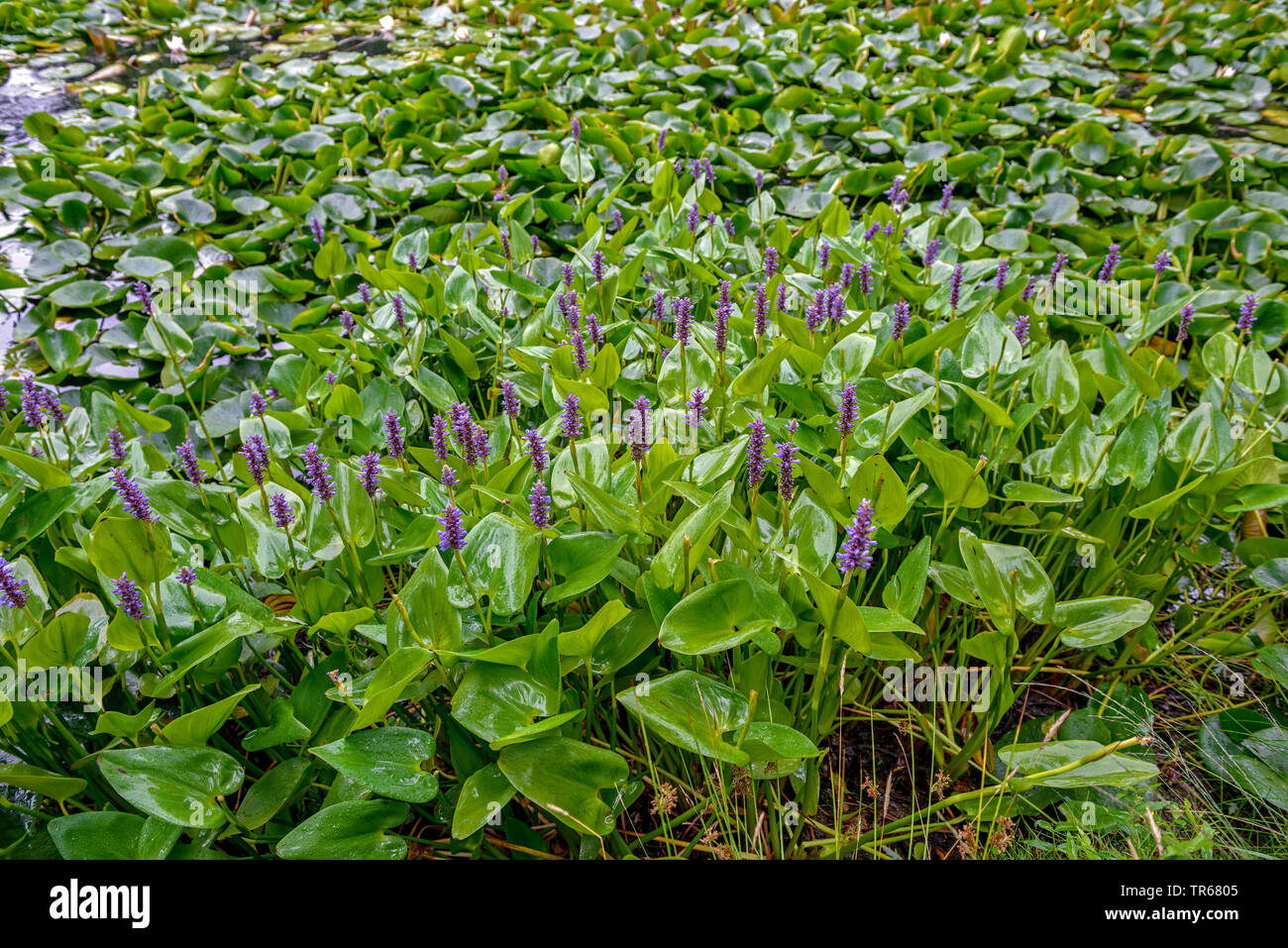 Pickerel erbaccia, Pickerelweed (Pontederia cordata), fioritura a un laghetto, Germania Foto Stock