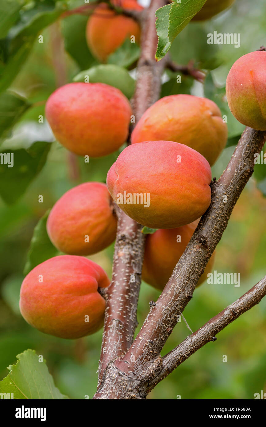 Albero di albicocche (Prunus armeniaca 'Anegat', Prunus armeniaca Anegat), albicocche su un albero, cultivar Anegat Foto Stock