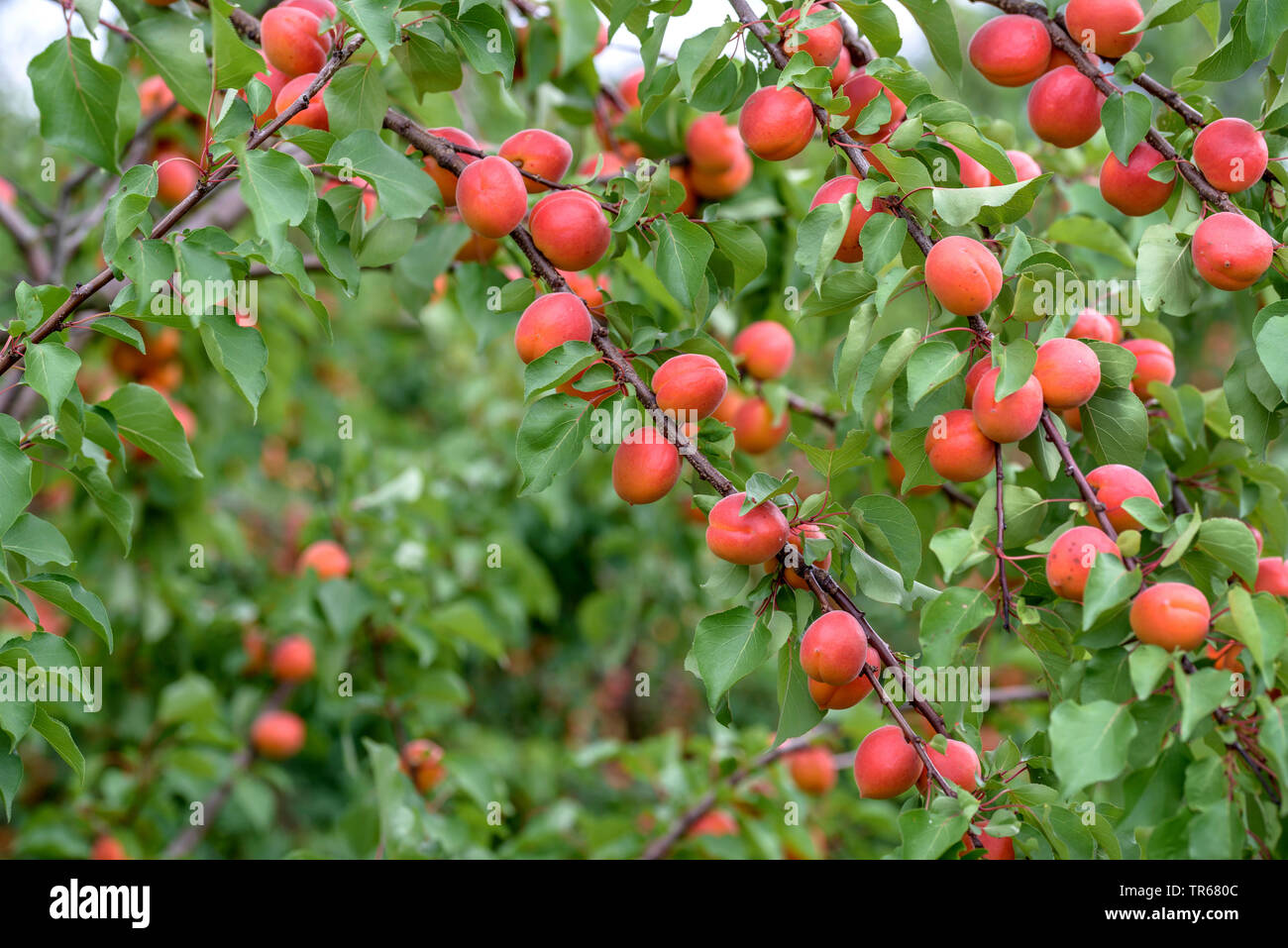 Albero di albicocche (Prunus armeniaca 'Bergarouge', Prunus armeniaca Bergarouge), albicocche su un albero, cultivar Bergarouge Foto Stock