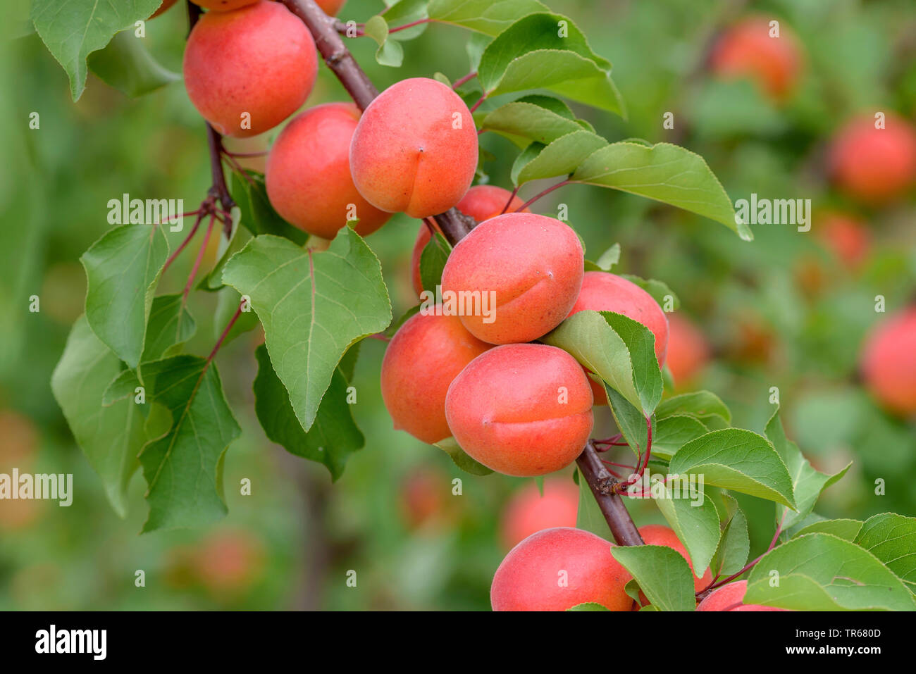Albero di albicocche (Prunus armeniaca 'Bergarouge', Prunus armeniaca Bergarouge), albicocche su un albero, cultivar Bergarouge Foto Stock