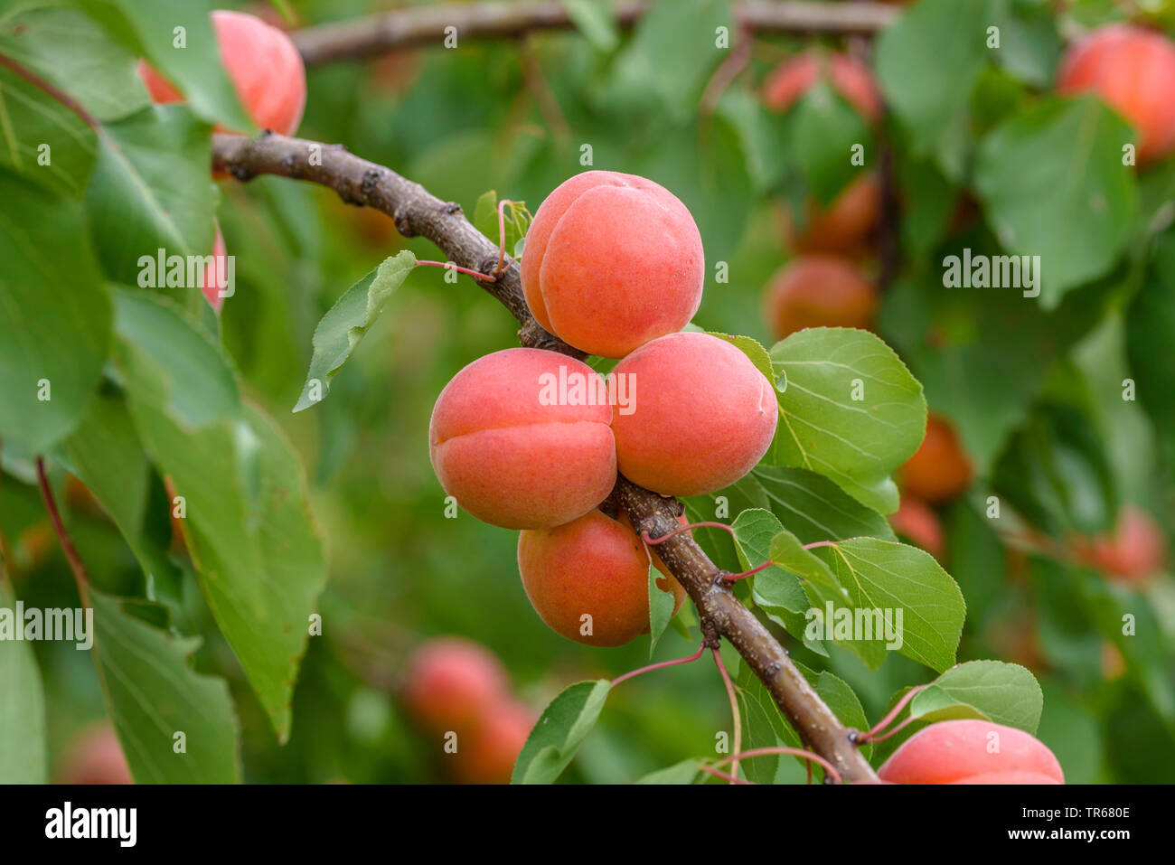 Albero di albicocche (Prunus armeniaca 'Bergarouge', Prunus armeniaca Bergarouge), albicocche su un albero, cultivar Bergarouge Foto Stock
