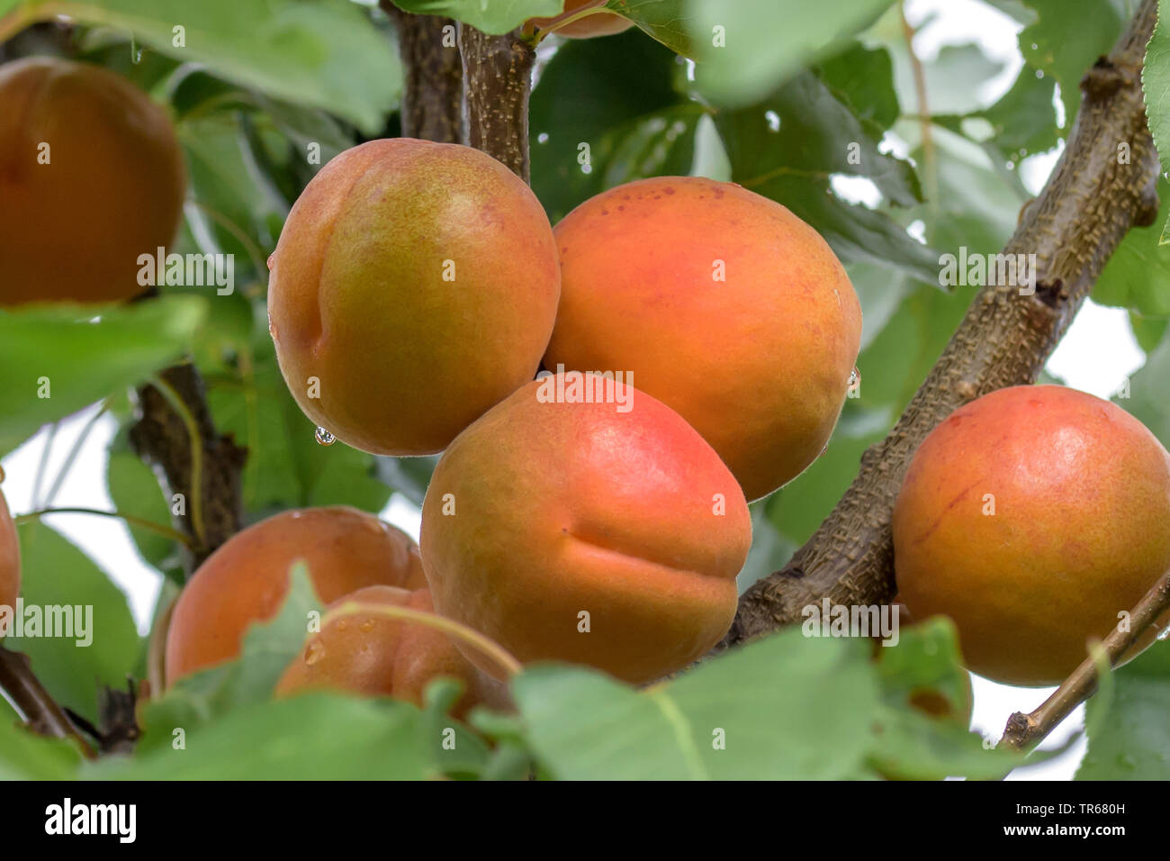 Albero di albicocche (Prunus armeniaca 'Bergeron', Prunus armeniaca Bergeron), albicocche su un albero, cultivar Bergeron Foto Stock