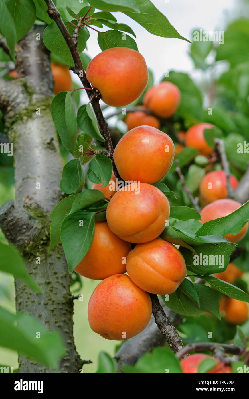 Albero di albicocche (Prunus armeniaca 'Harlayne', Prunus armeniaca Harlayne), albicocche su un albero, cultivar Harlayne Foto Stock