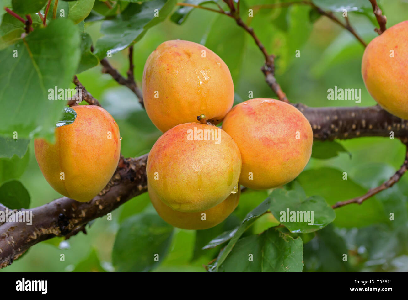 Albero di albicocche (Prunus armeniaca 'Ungarische Beste', Prunus armeniaca Ungarische Beste), albicocche su un albero, cultivar Ungarische Beste Foto Stock