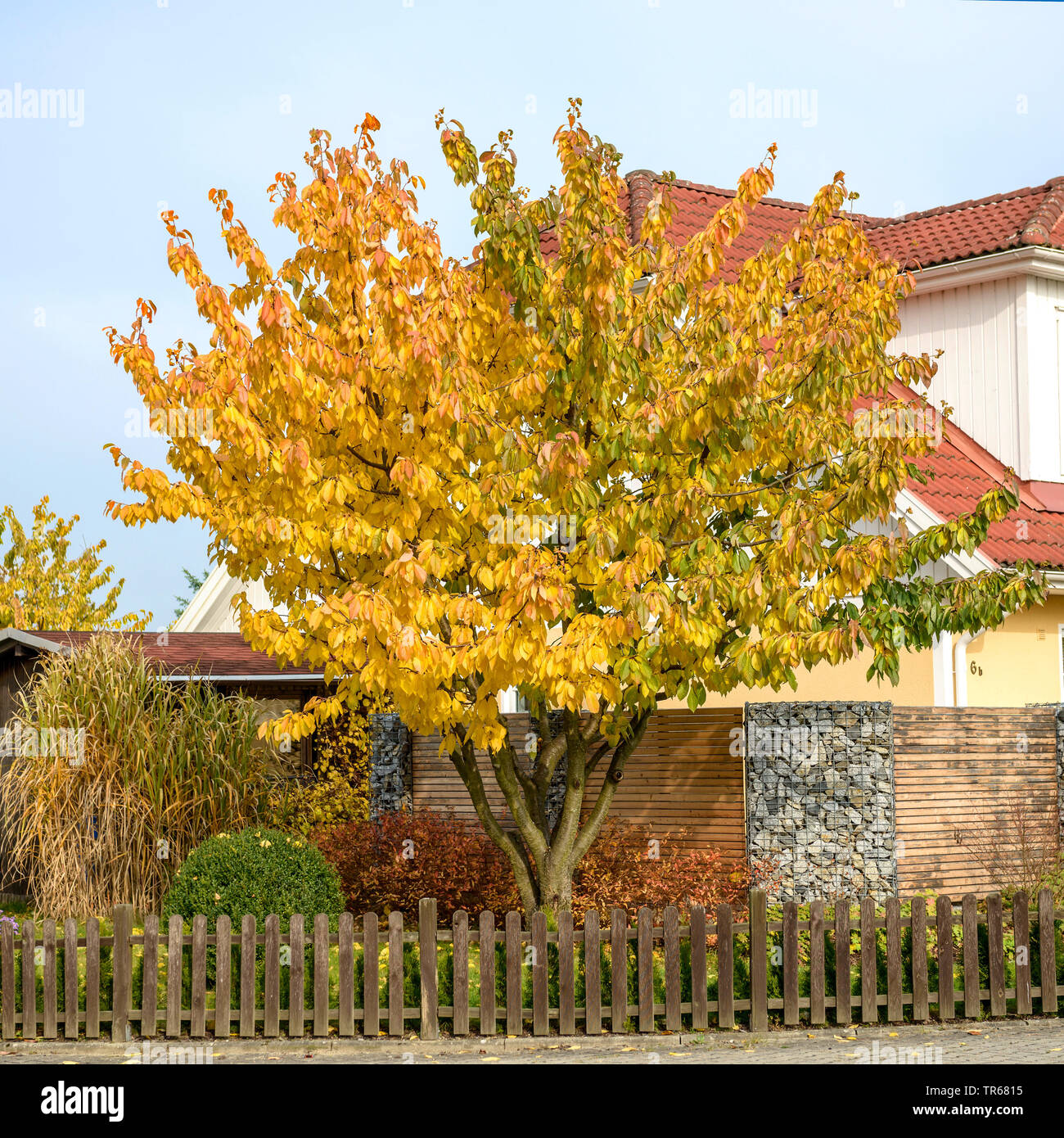 Il ciliegio, ciliegio dolce (Prunus avium 'Hedelfinger Riesenkirsche',  Prunus avium Hedelfinger Riesenkirsche), albero in autunno, in Germania, in  Sassonia Foto stock - Alamy