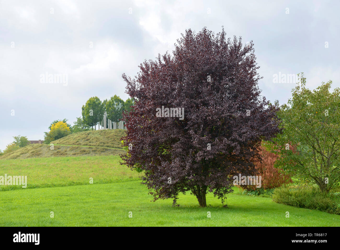 Cherry Plum, Myrobalan prugna (prunus cerasifera 'Nigra', Prunus cerasifera Nigra), albero singolo su un prato, GERMANIA Baden-Wuerttemberg Foto Stock