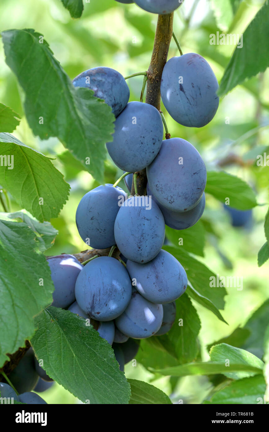 Unione prugna (Prunus domestica 'Hanita". Prunus domestica Hanita), prugne su un albero, cultivar Hanita Foto Stock