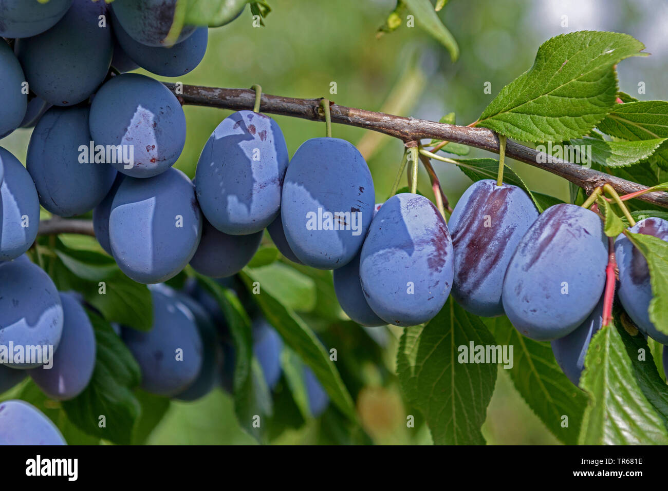 Unione prugna (Prunus domestica 'Haroma'. Prunus domestica Haroma), prugne su un albero, cultivar Haroma Foto Stock