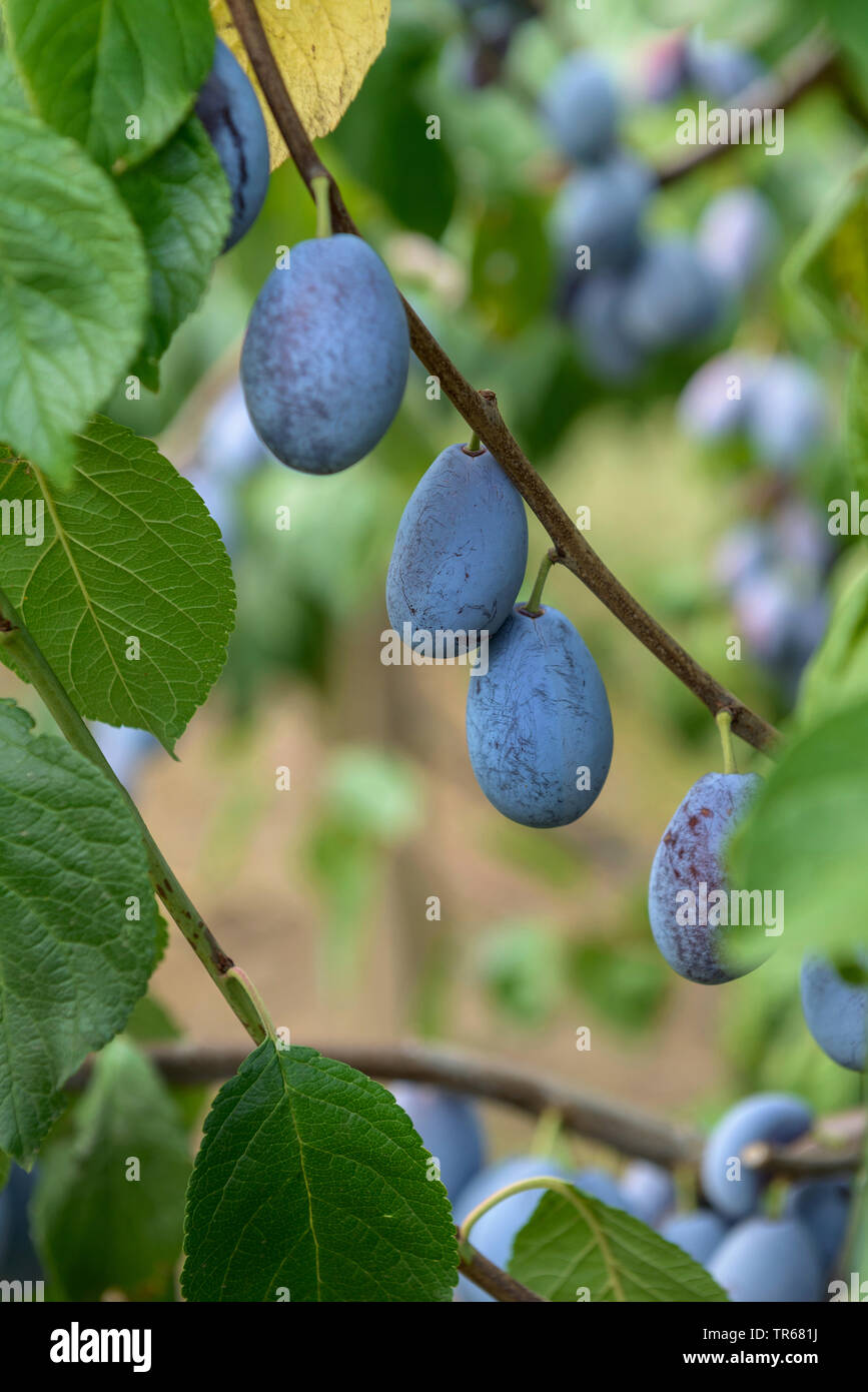 Unione prugna (Prunus domestica "presenta", Prunus domestica Presenta), prugne su un albero, cultivar presenta Foto Stock