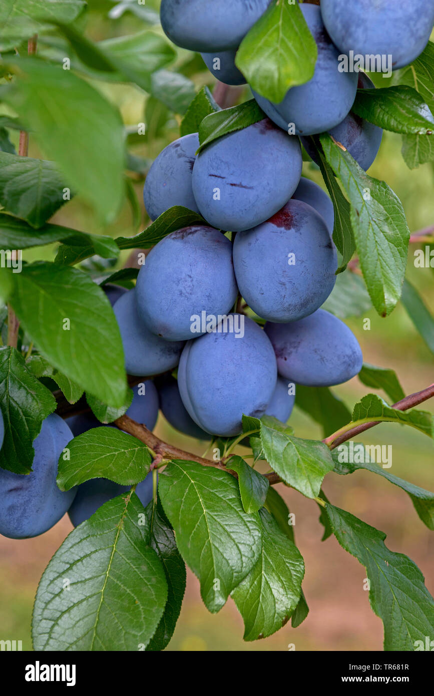 Unione prugna (Prunus domestica 'Tophit', Prunus domestica Tophit), prugne su un albero, cultivar Tophit Foto Stock