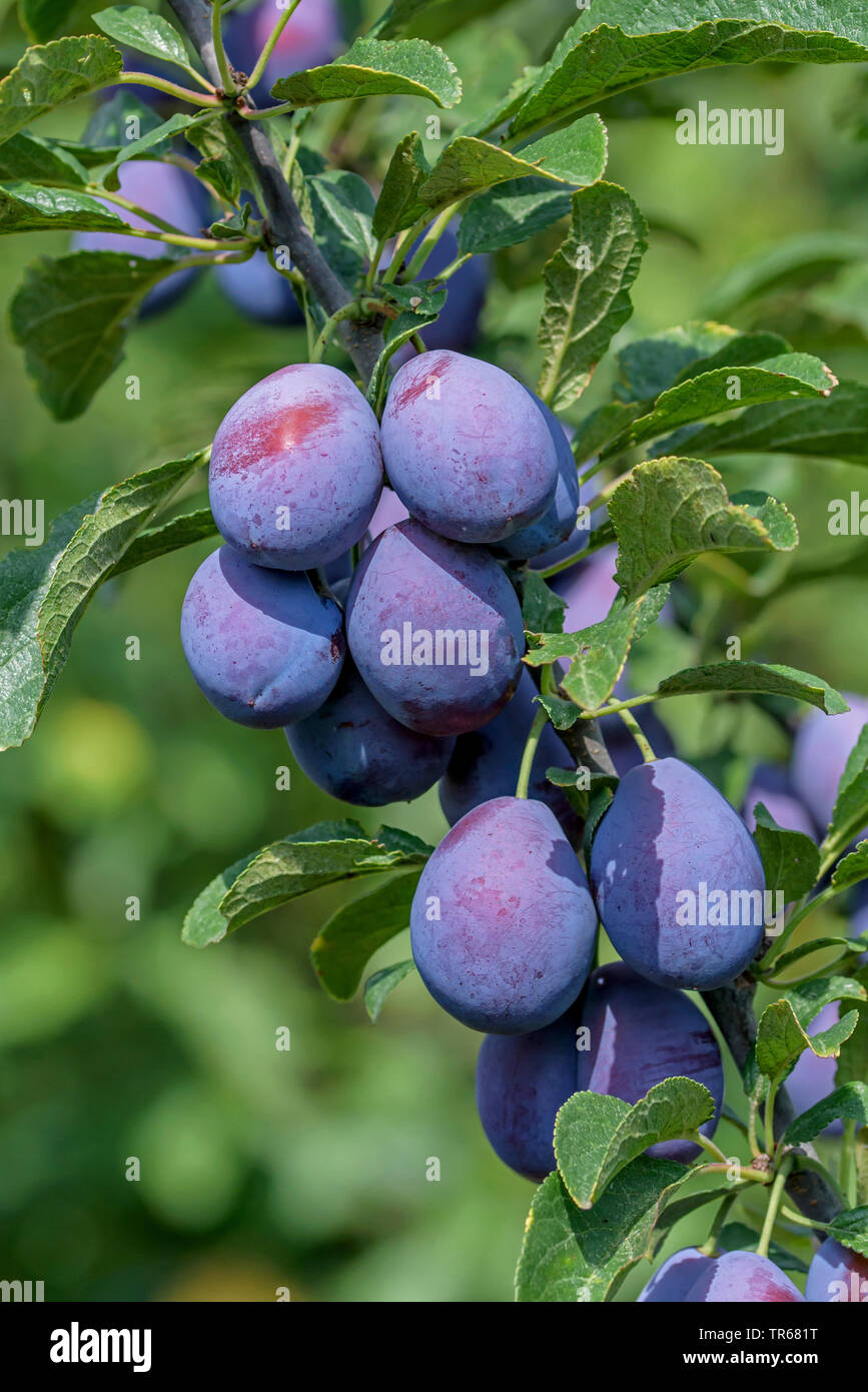 Unione prugna (Prunus domestica " Topper', Prunus domestica Topper), prugne su un albero, cultivar Topper Foto Stock