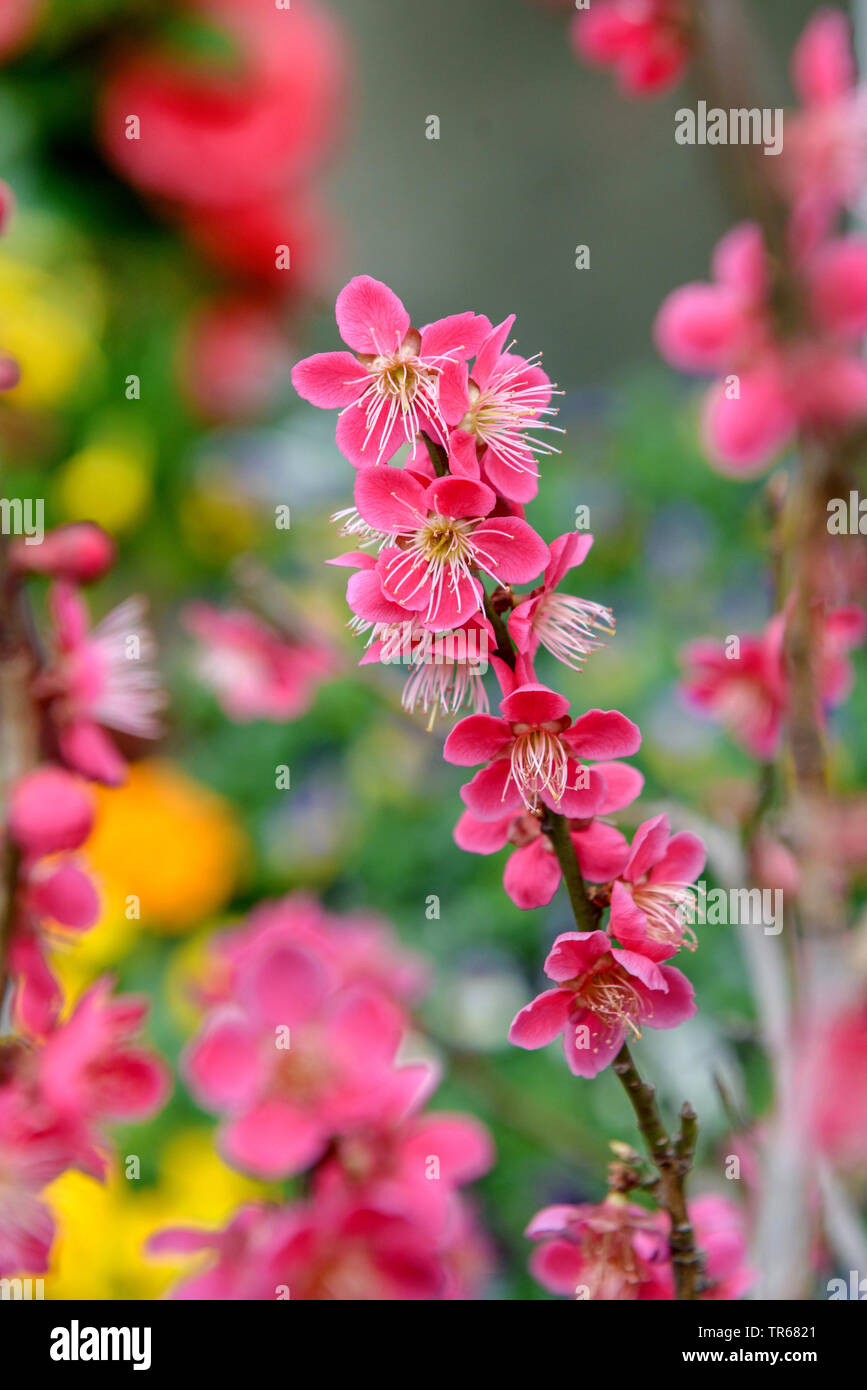 La prugna cinese, giapponese albicocca (Prunus mume 'beni-chi-dori', Prunus mume Beni-chi-dori), filiale di fioritura, cultivar di beni-chi-dori, Germania, Sassonia Foto Stock