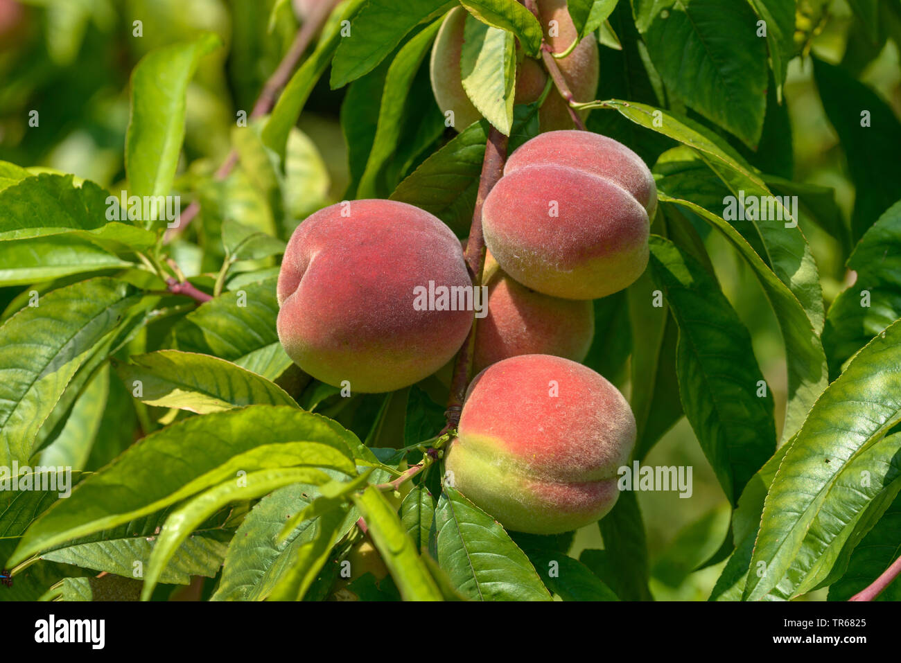 Pesche (Prunus persica), le pesche su un albero, cultivar Bero, Germania, Sassonia Foto Stock