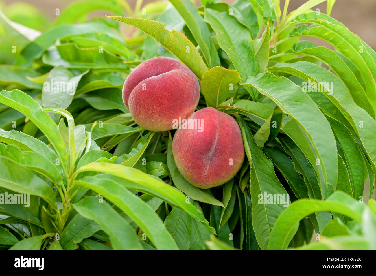 Pesche (Prunus persica 'Bonanza', Prunus persica Bonanza), le pesche su un albero, cultivar Bonanza Foto Stock