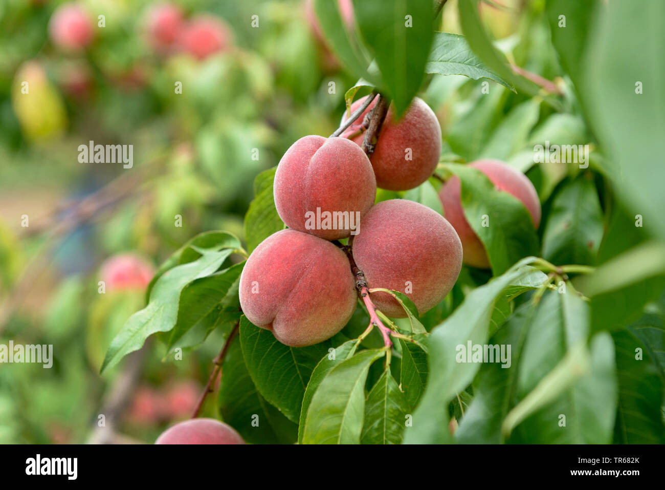 Pesche (Prunus persica 'Glenna', Prunus persica Glenna), le pesche su un albero, cultivar Glenna Foto Stock
