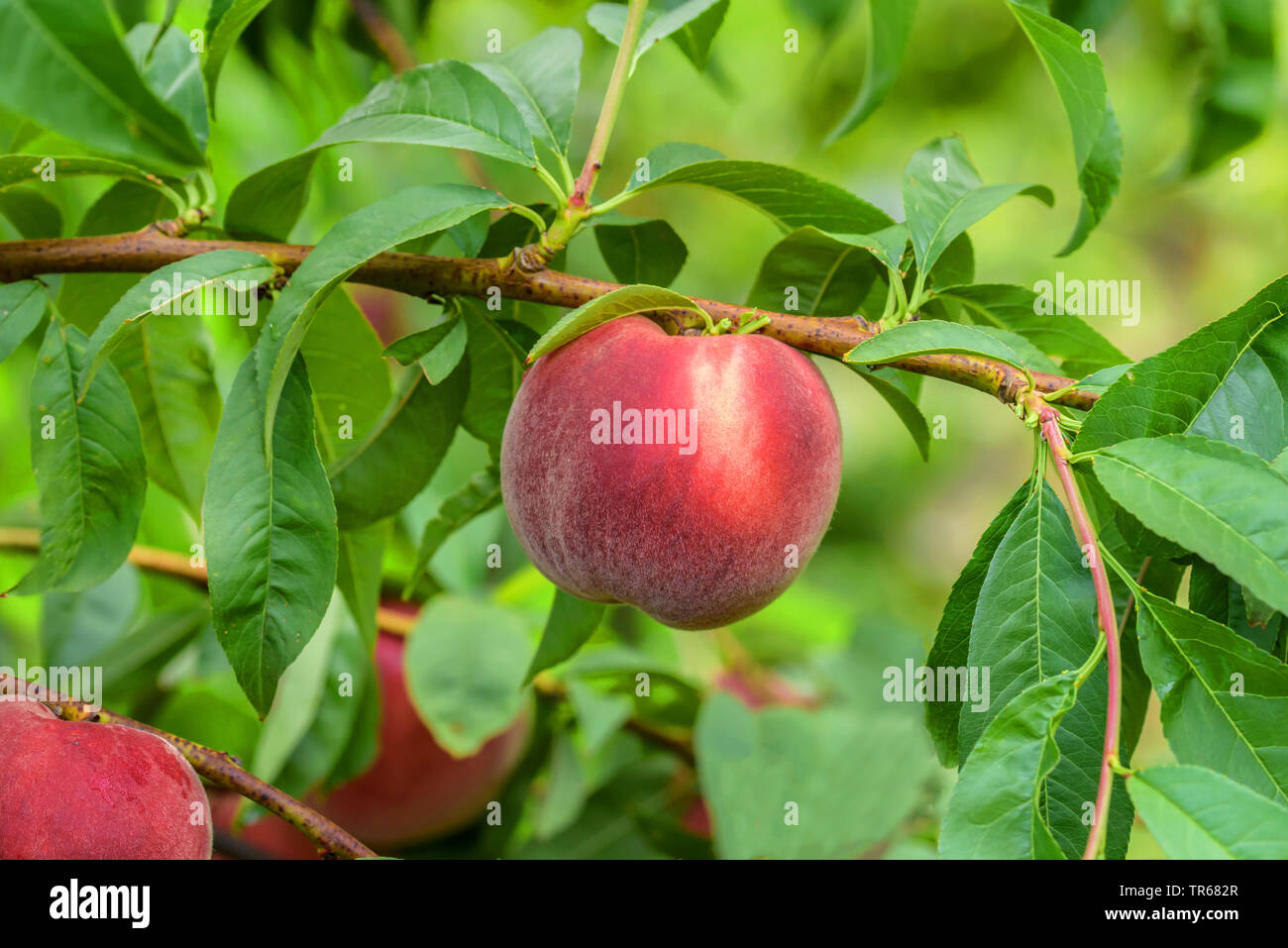 Pesche (Prunus persica 'Helene', Prunus persica Helene), pesca su un albero, cultivar Helene Foto Stock